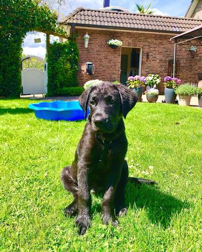 Die Dogorama Monats Challenge "Es grünt und blüht"-Beitrag-Bild