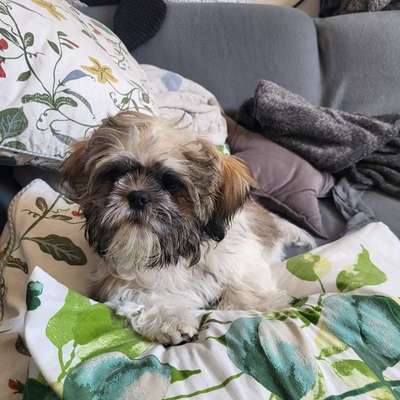 Hundetreffen-Neue Hundefreunde gesucht im Kreis Lehre-Bild