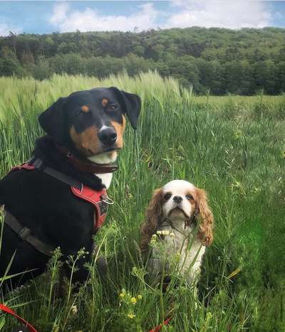 BIG LOVE :) mit 2 Hunden❣️-Beitrag-Bild