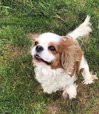 Cavalier King Charles Spaniel?-Beitrag-Bild