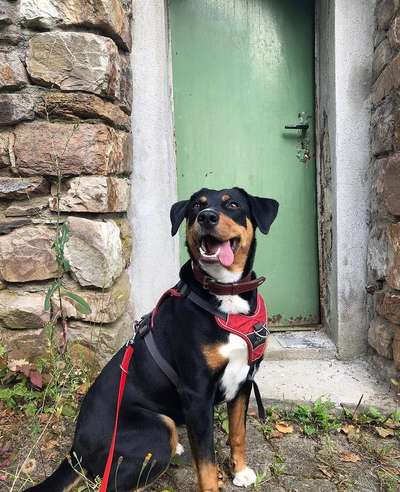 Appenzeller Sennenhunde-Beitrag-Bild