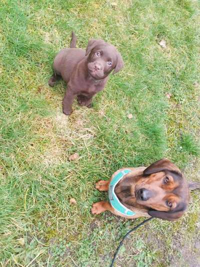 Hundetreffen-Welpenspaziergang-Bild