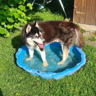 Hund und Hitze-Beitrag-Bild