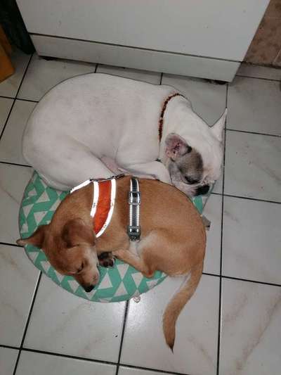 Brachycephale Hunderassen-Beitrag-Bild