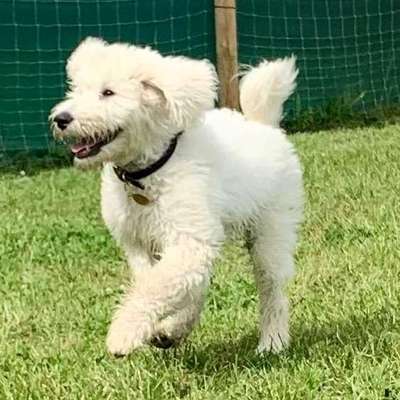 Hundetreffen-Welpen - Junghunde-Profilbild