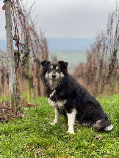 Aussies-Beitrag-Bild