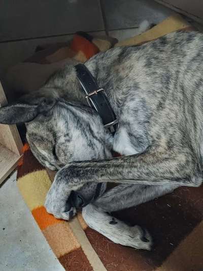 Die Dogorama Kalender Challenge Titelbild-Beitrag-Bild