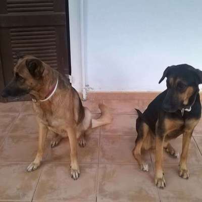 Hunderunde-Beitrag-Bild