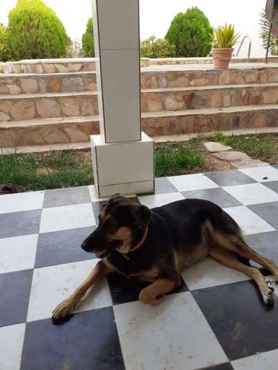 Hunderunde-Beitrag-Bild