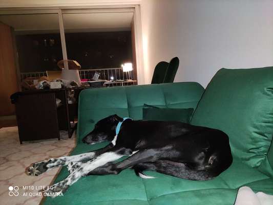 Hunderunde-Beitrag-Bild