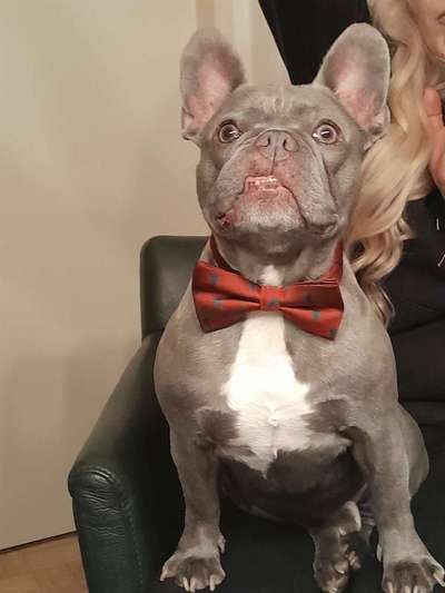 Lustigsten Grimassen von euren Hunden-Beitrag-Bild