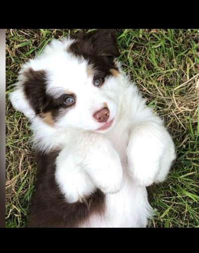 Welpen Bilder !-Beitrag-Bild