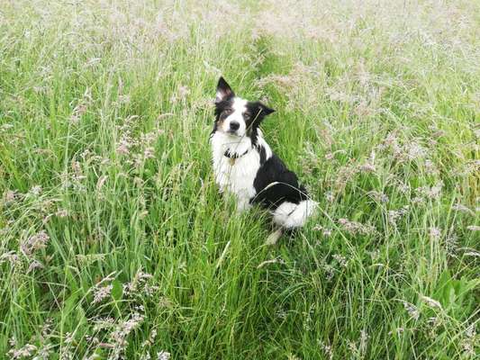 Zeigt mal eure border Collies :)-Beitrag-Bild