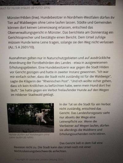 Hund ohne Leine-Beitrag-Bild