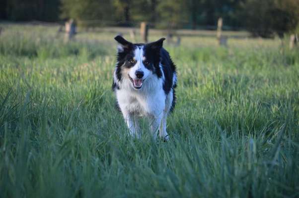Gibt's hier noch mehr Border Collies???-Beitrag-Bild