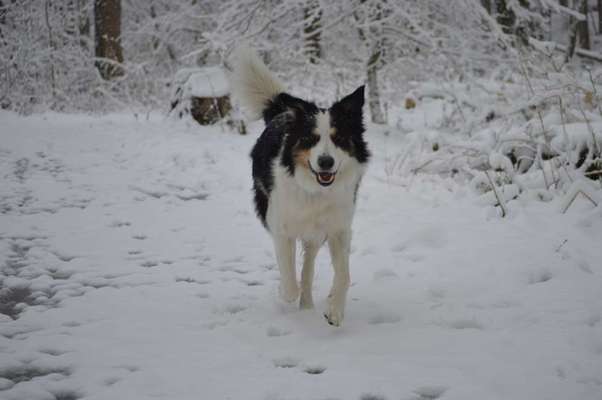 Wie heißt dein Hund?-Beitrag-Bild