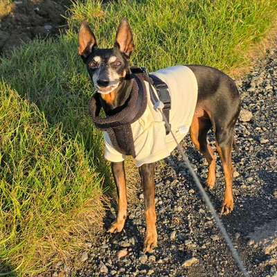 Wie "jung" haben sich eure Hunde gehalten ?-Beitrag-Bild