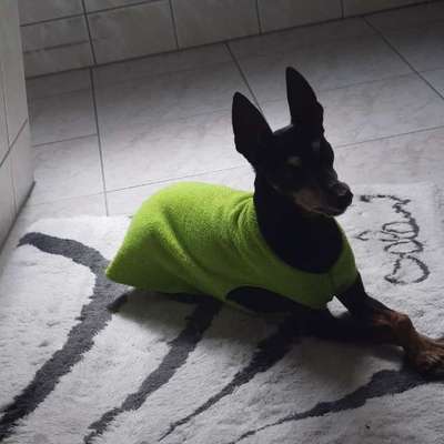 Pullover für kleine Hunde-Beitrag-Bild