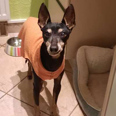 Pullover für kleine Hunde-Beitrag-Bild