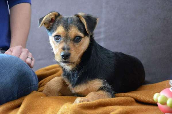 Welpen Bilder !-Beitrag-Bild