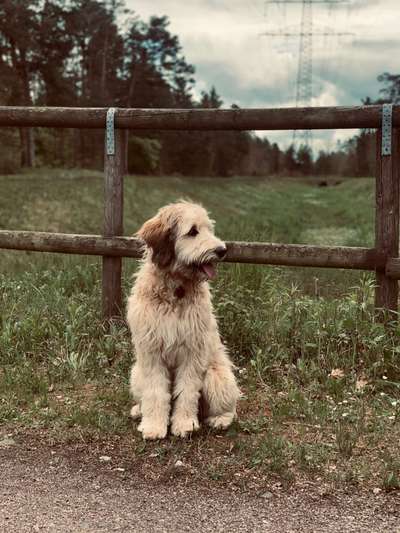 Zeigt her eure Pudel und Pudelmischlinge (:-Beitrag-Bild