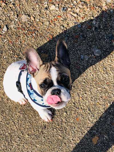 Französische Bulldoggen-Beitrag-Bild