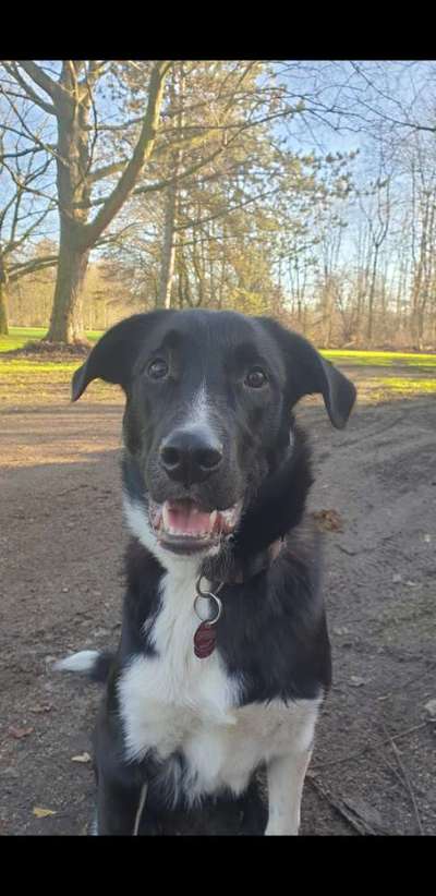 Hundetreffen-Marlo sucht Hundefreunde zum Spielen und gemeinsamen Spaziergang-Bild