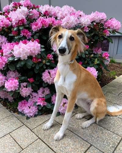 Windhundtreffen - PLZ-Beitrag-Bild