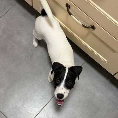 Hundetreffen-Welpen & Junghunde Treffen-Bild