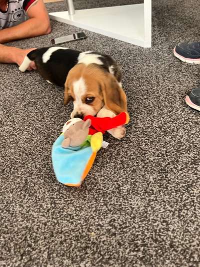 Welpen Bilder !-Beitrag-Bild