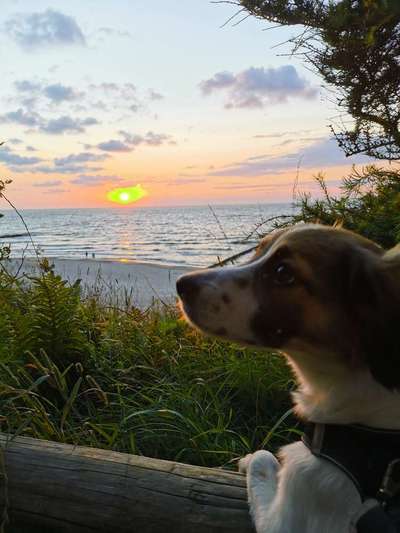 Die Dogorama Kalender Challenge 4/4-Beitrag-Bild