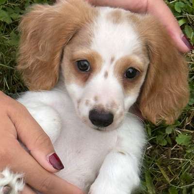 Hundetreffen-Spieltreffen (kleine Hunde)-Bild