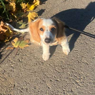 Hundetreffen-Dackeltreffen-Bild