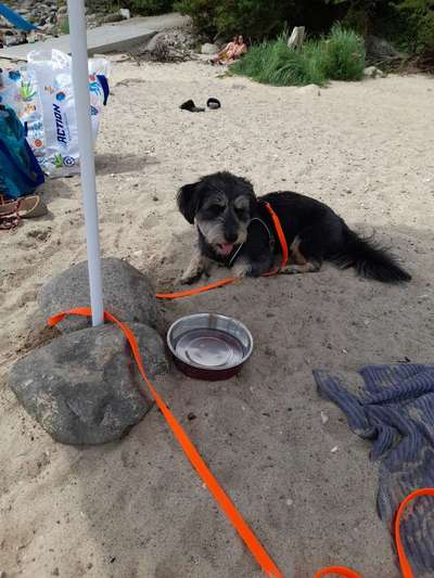 Unsere Fellnasen-Vielfalt im Überblick!-Beitrag-Bild