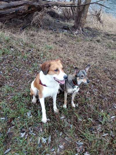 Challenge 23 : "  Euer Hund beim Frühlingserwachen "-Beitrag-Bild