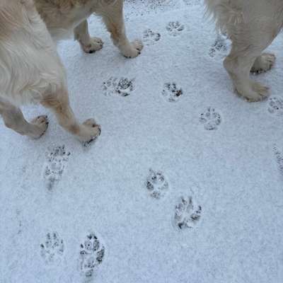 Hundetreffen-Gassi Begleitung gesucht ☺️-Bild