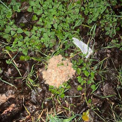 Giftköder-Giftköder-Bild