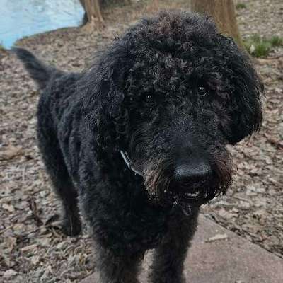 Hundetreffen-Gemeinsame Gassirunden in Wildau und Umgebung-Bild