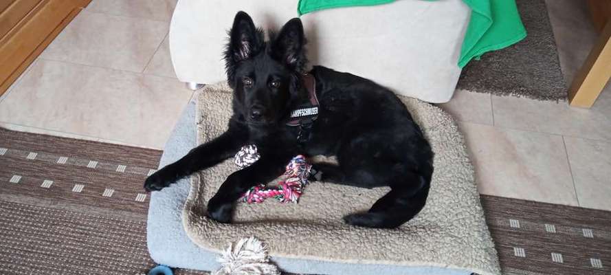 Dogorama Photo Challenge - Portrait-Beitrag-Bild