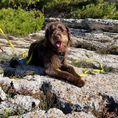 Hundetreffen-Gassirunde & Freilauf-Bild