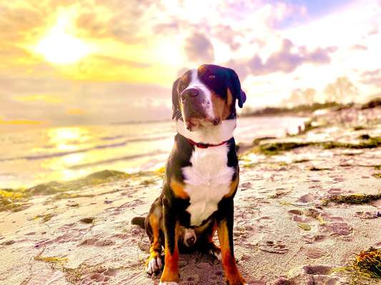 Berner Sennen-Beitrag-Bild