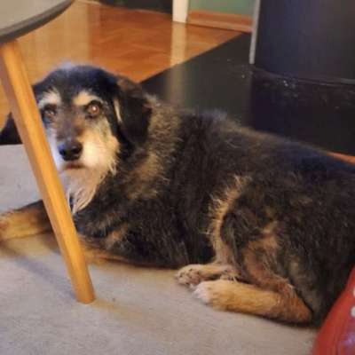 Suchmeldung-Polly-Bild