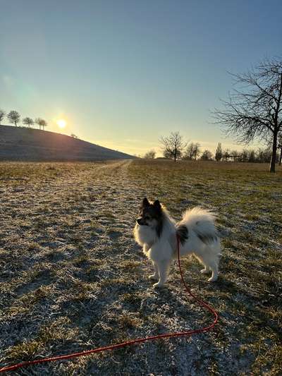 Spitz--Zwergspitz--kleinspitz---mittelspitz----Großspitz--Wolfsspitz-Beitrag-Bild
