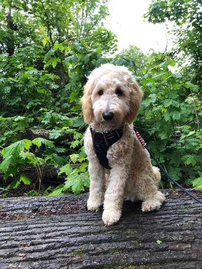 Goldendoodle?-Beitrag-Bild