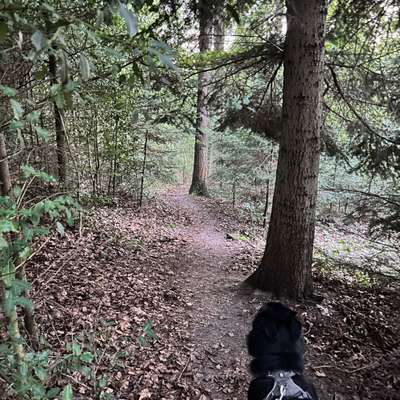 Titelbild Gruppe Social Walk - Enzkreis