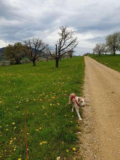 Hundetreffen-Gemeinsam Gassi gehen oder Wandern-Bild