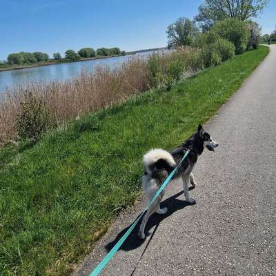Hundetreffen-Gassi,Wandern, Spiel und Sport-Bild