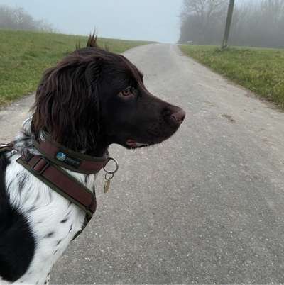 Hundetreffen-Gassi Runde / Spieltreffen-Bild