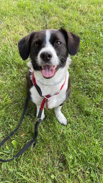 Die Dogorama Kalender Challenge Titelbild-Beitrag-Bild