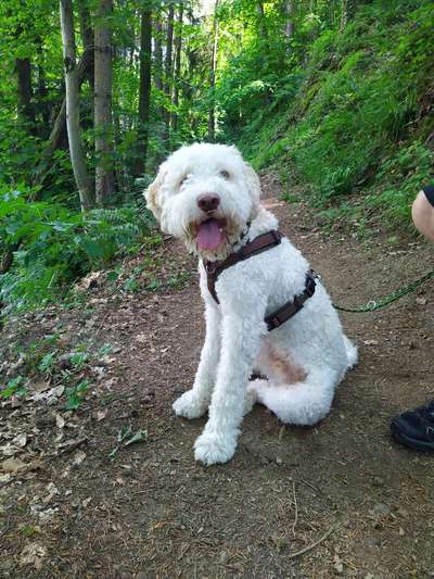 Lagotto Romagnolo Besitzer-Beitrag-Bild